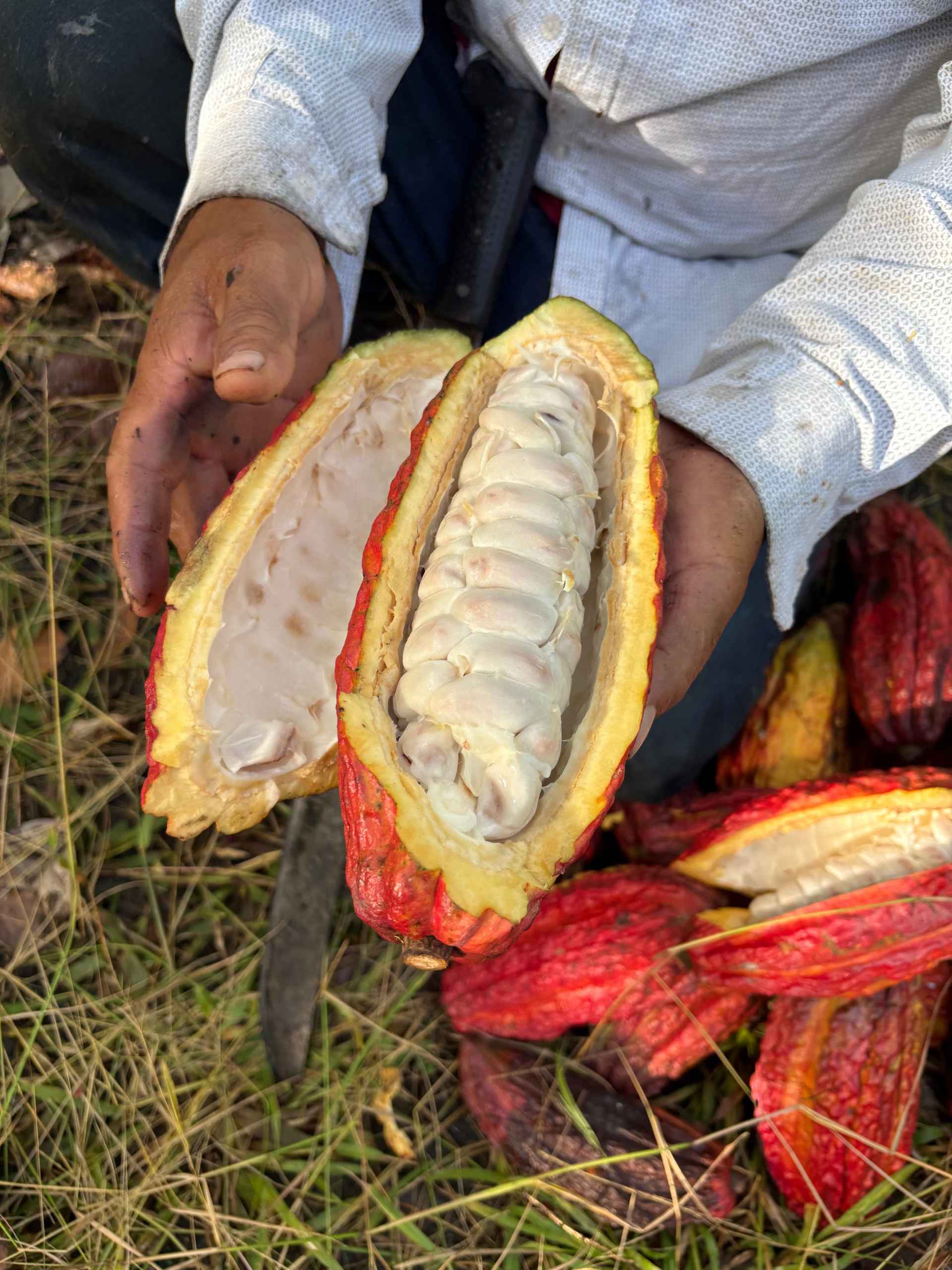 Día de cosecha de cacao